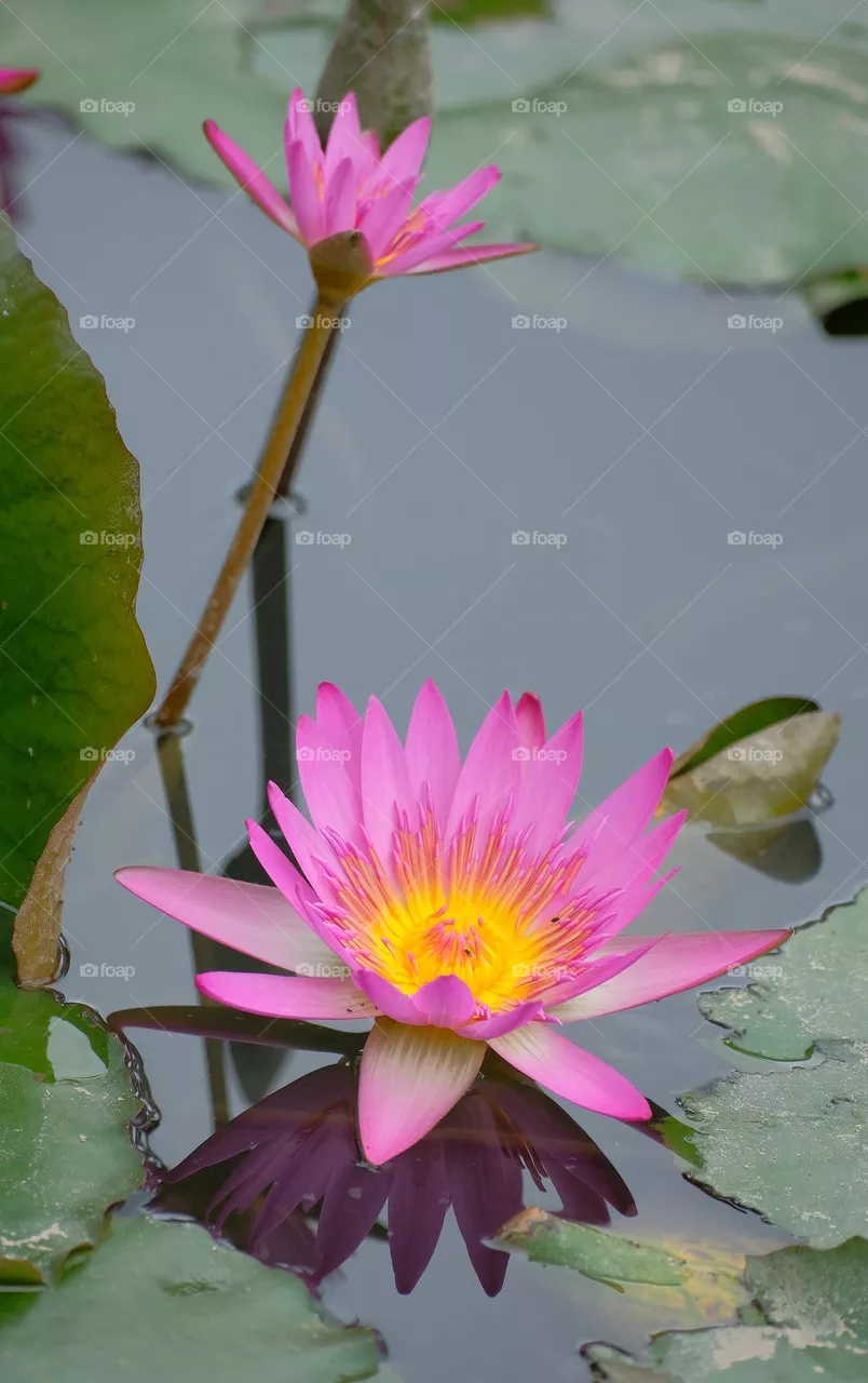 pink flowers