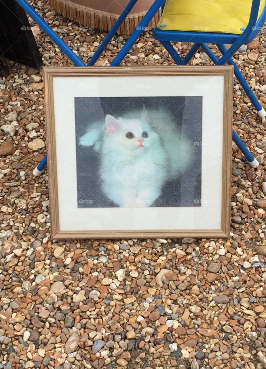 Cat at the car boot sale