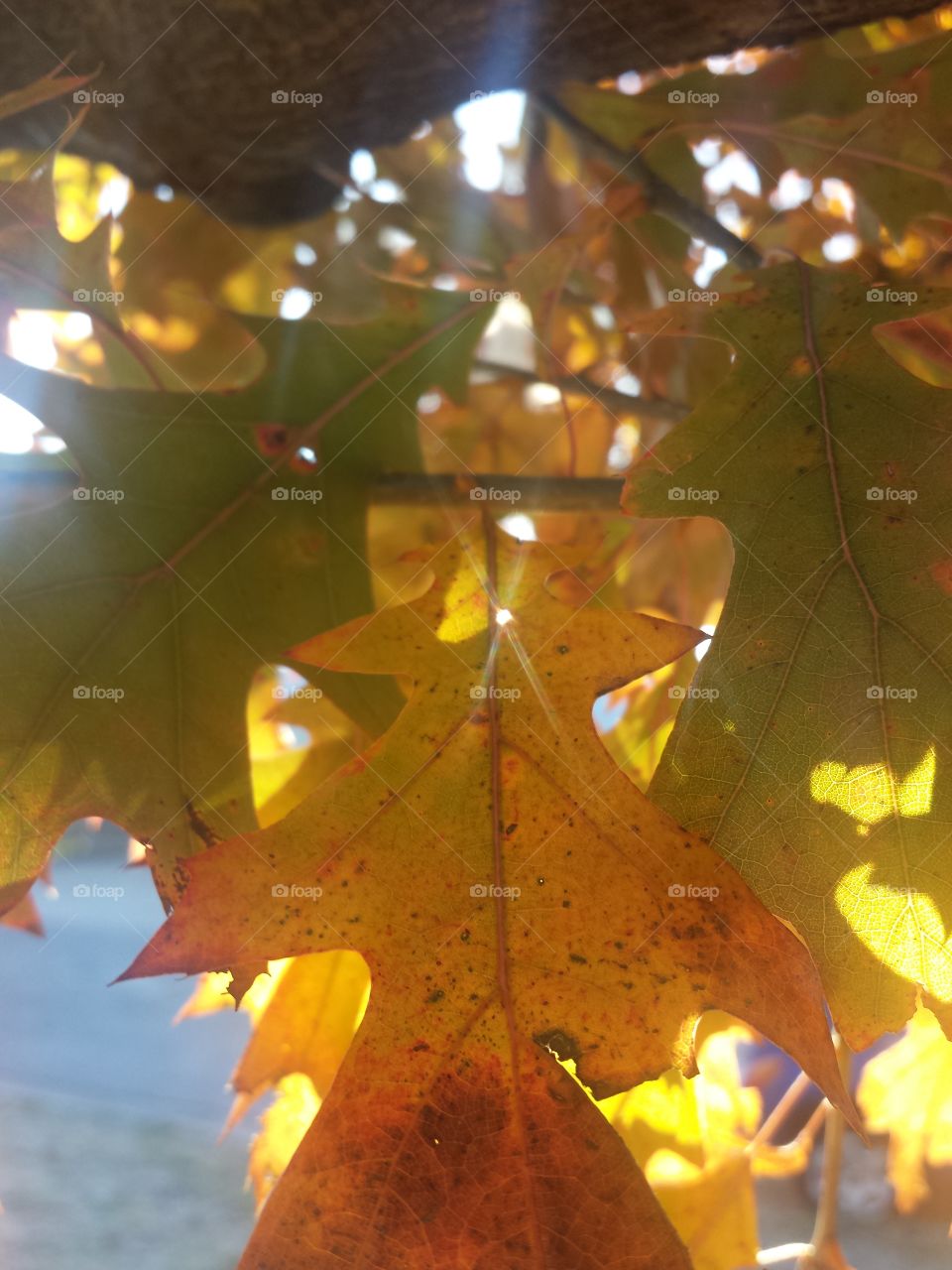 Low angle view of autumn leaf