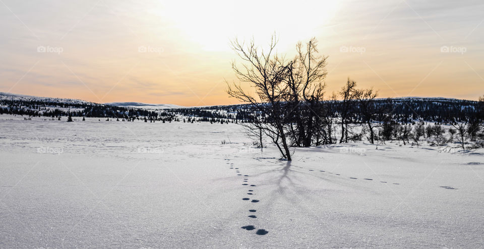 Animal Tracks