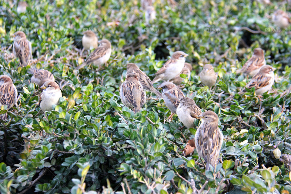 bird notre dame sparrows by squisheefishee
