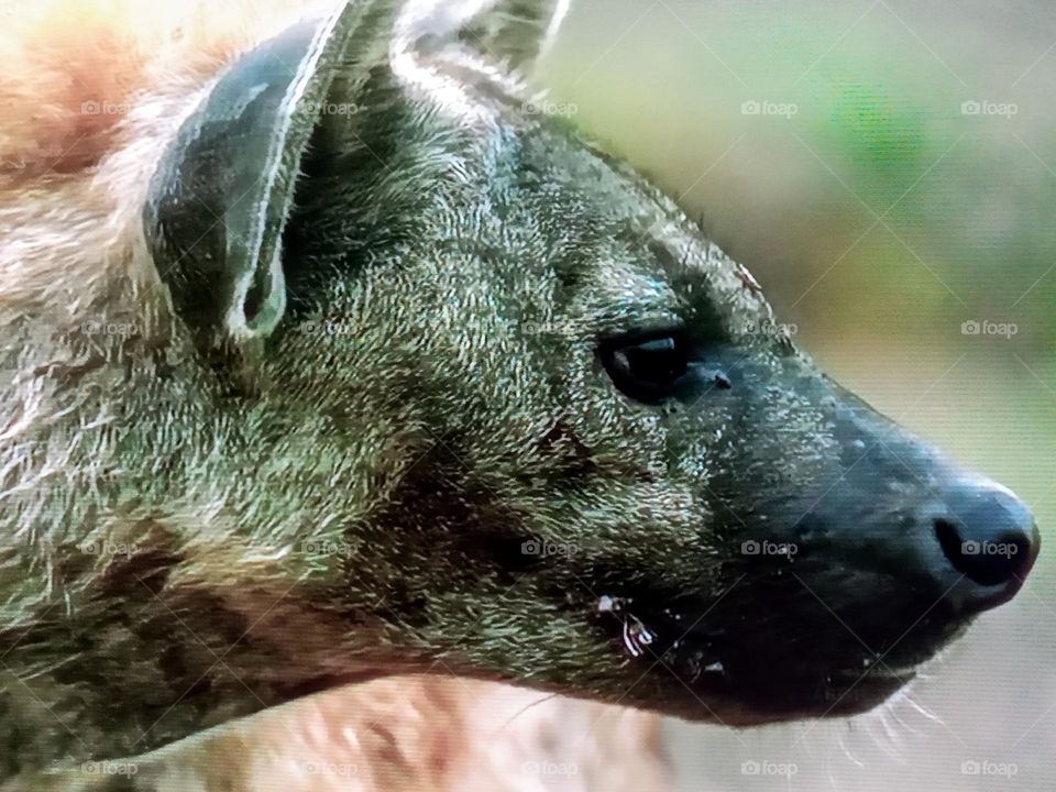 one hyena