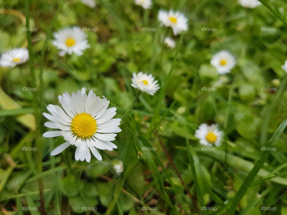 White Daisies in Milner Gardens Park field