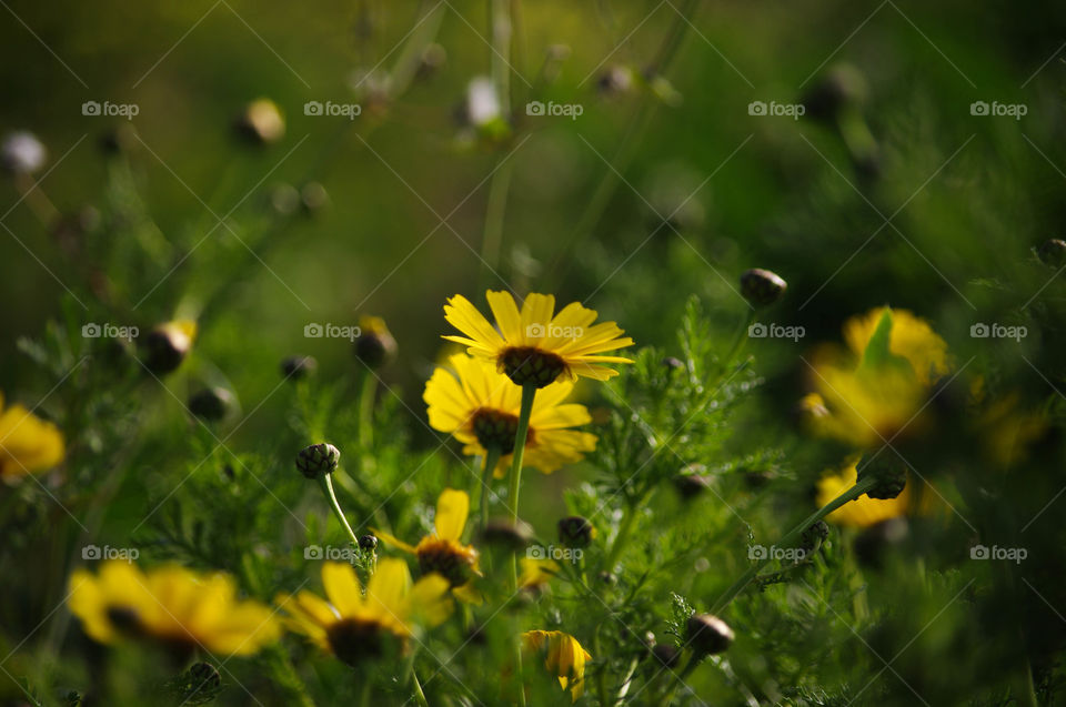 Crown Daisy. Spring in Malta