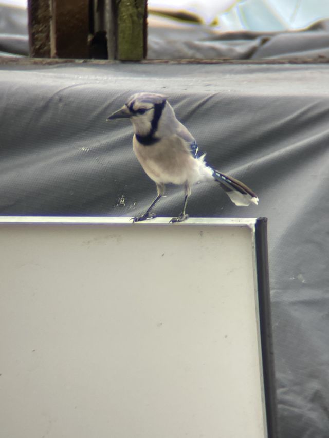 Bird looking for food