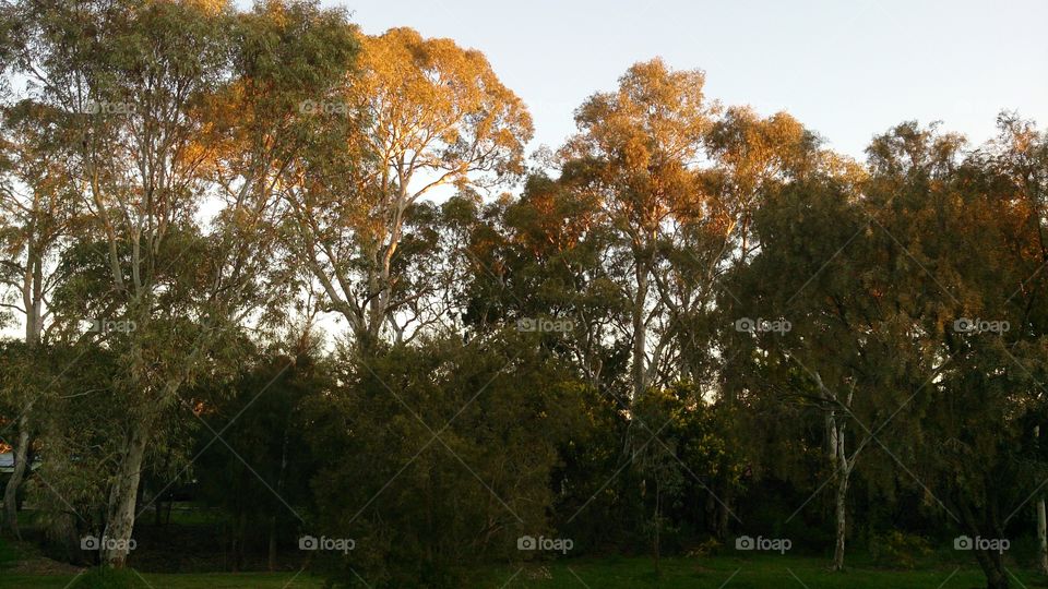 Magic Lighting Up Time. Red River gums lining the creek in front of my house at sunset.