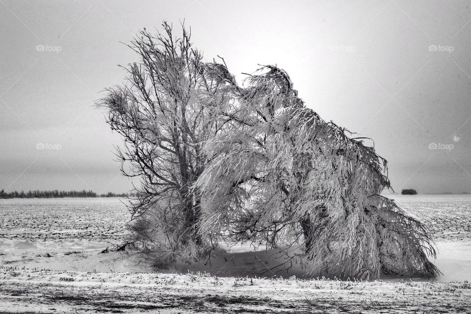 Frozen trees. 