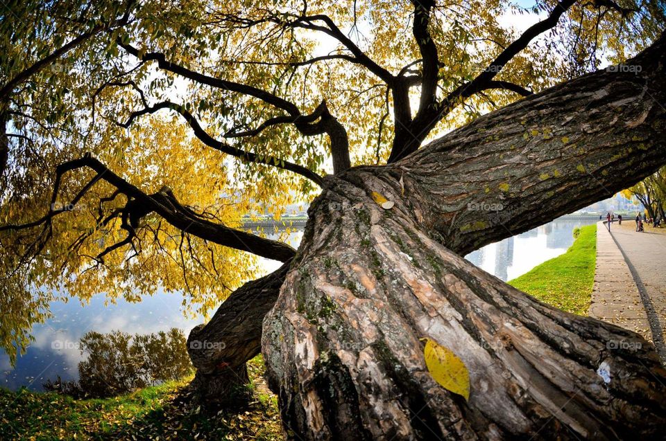 Wide-branching tree near the water 