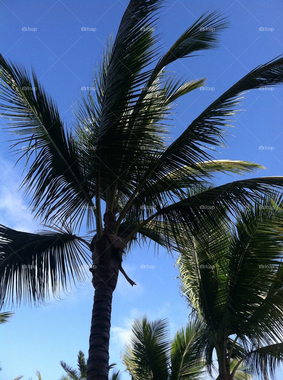 Punta Cana palms