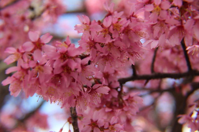 Spring 