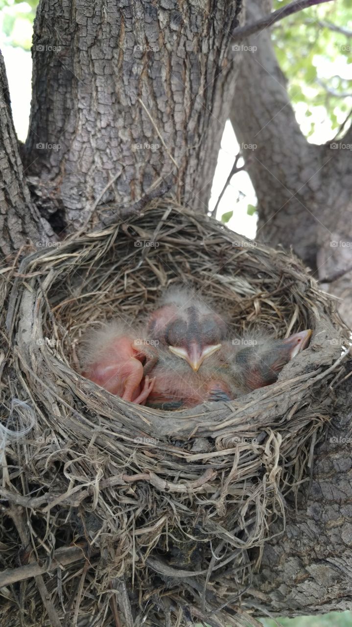 Baby Robins with their eyes still closed in their best