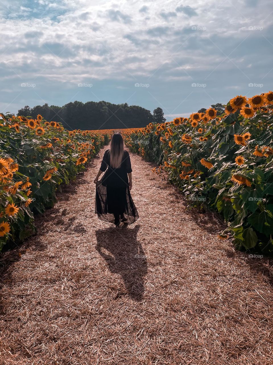 Summer with the Sunflowers