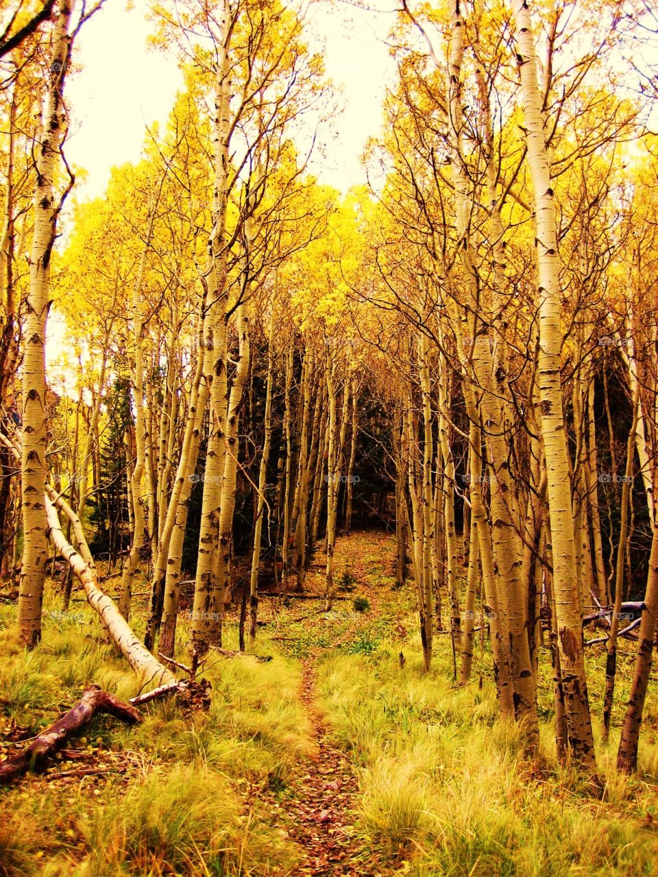 Aspen trees in Autumn