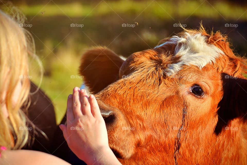 Hi you!. A bull is very interested in the girls hand