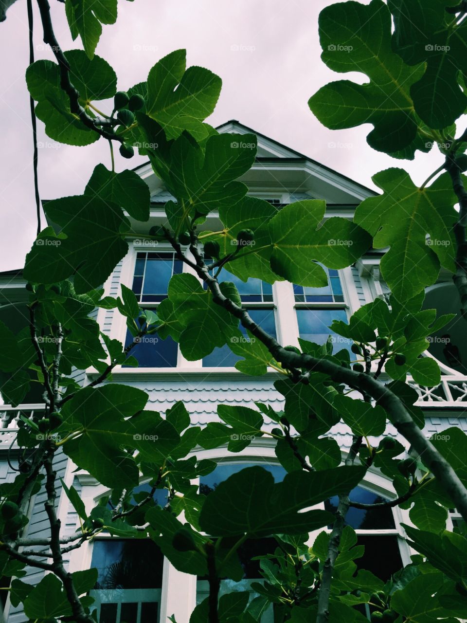 Leafy: Charleston, SC