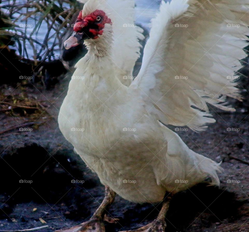 Muscovy Duck Flapping its Wings