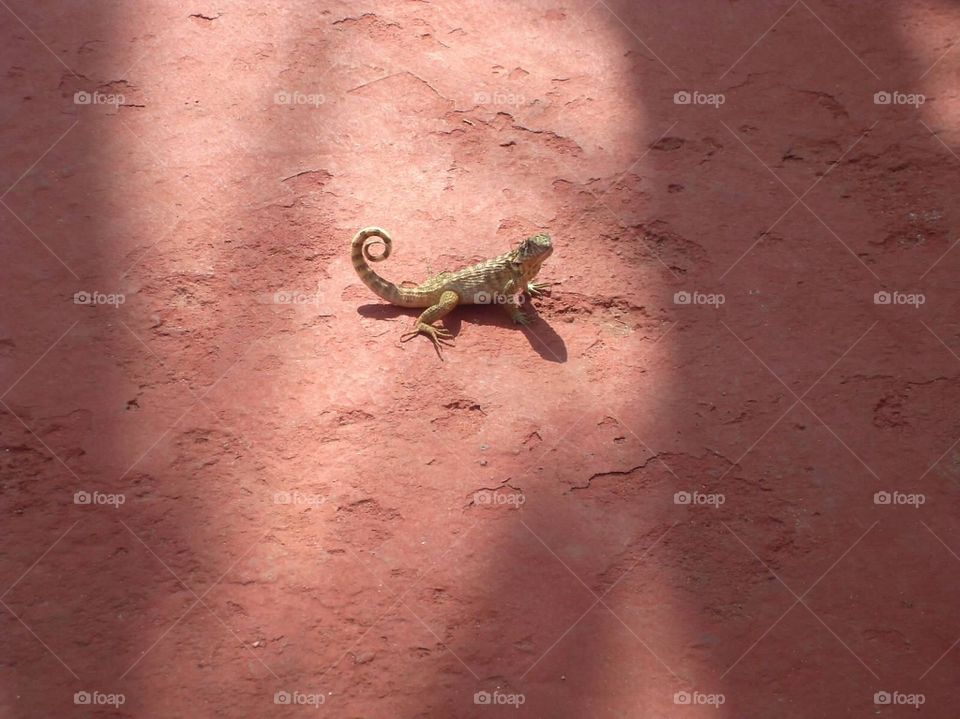 Cuban lizard