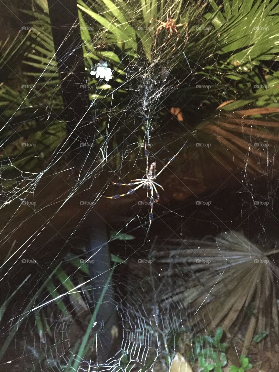 No Person, Outdoors, Nature, Tree, Spider
