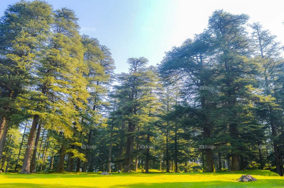 Sunshine in forest Wooded forest trees lit by golden sunlight before sunset with sun rays illuminating tree branches Beauty natural nature green wood backgrounds