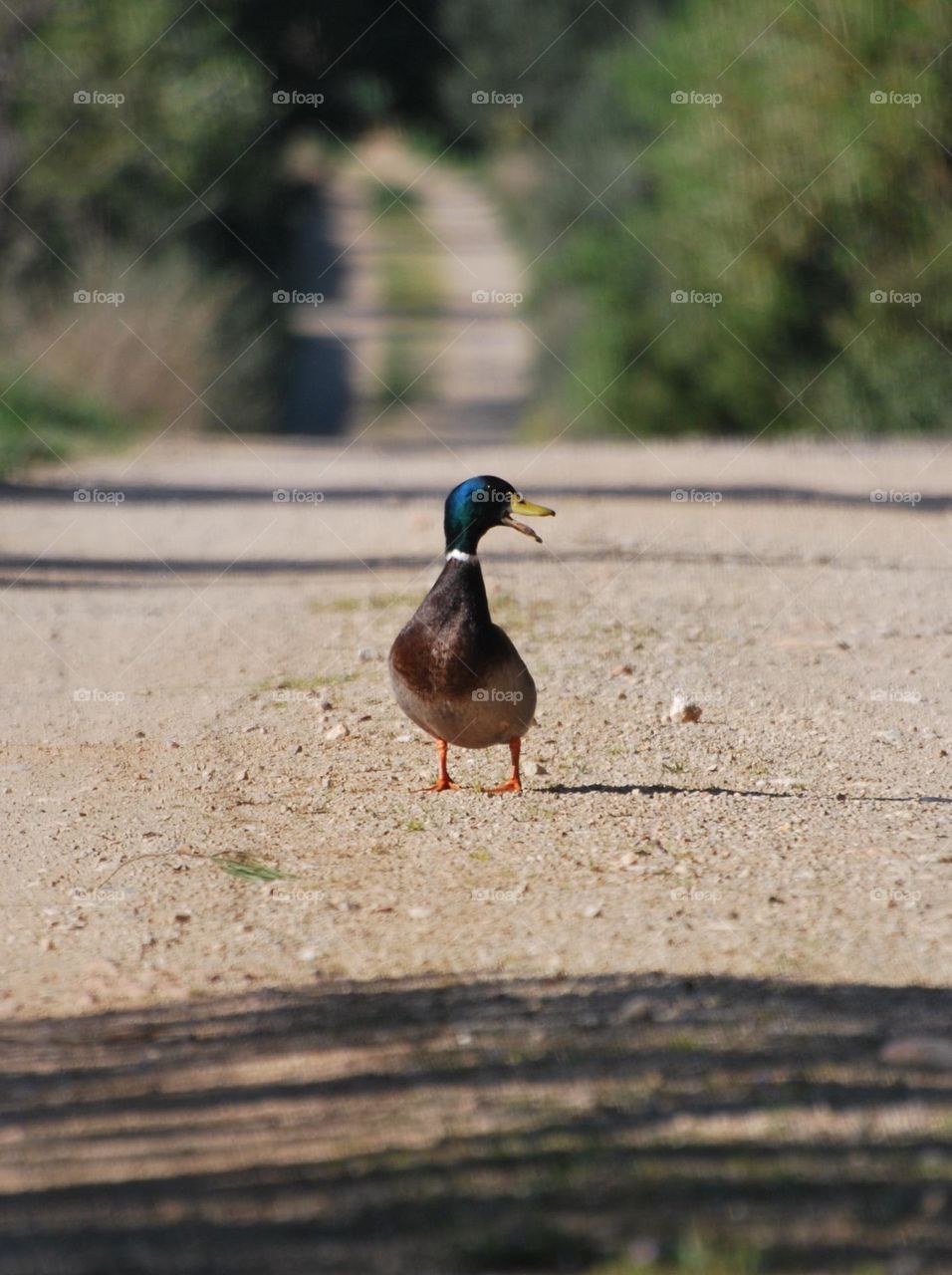 A friendly collared duck wandering along a country road. Maybe lost looking for your house again or just wandering around.