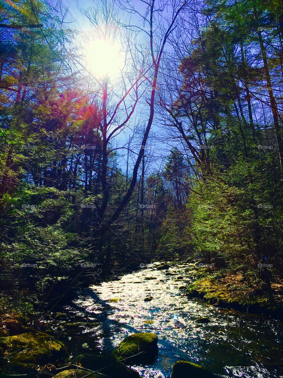 Sunlight through the Spring Forest