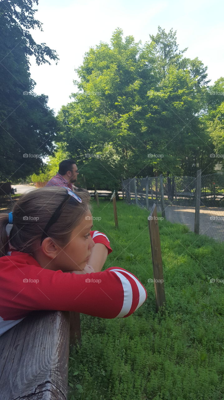 watching the animals