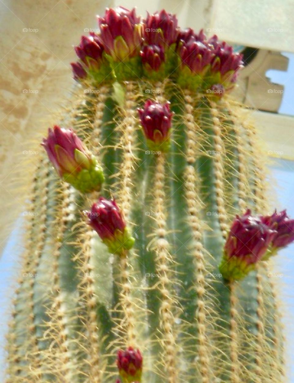 cactus and succulents