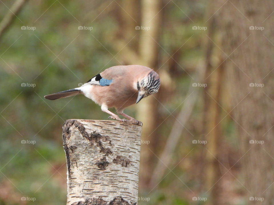 A Jay on a tree stump 