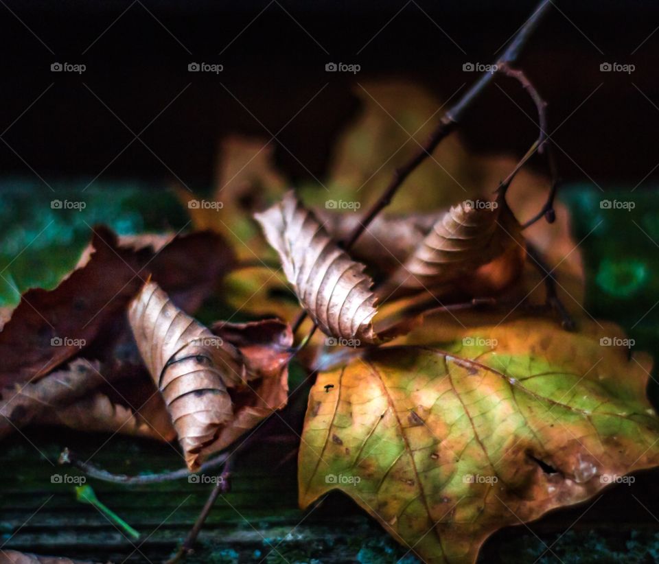 Colorful Fall leaves