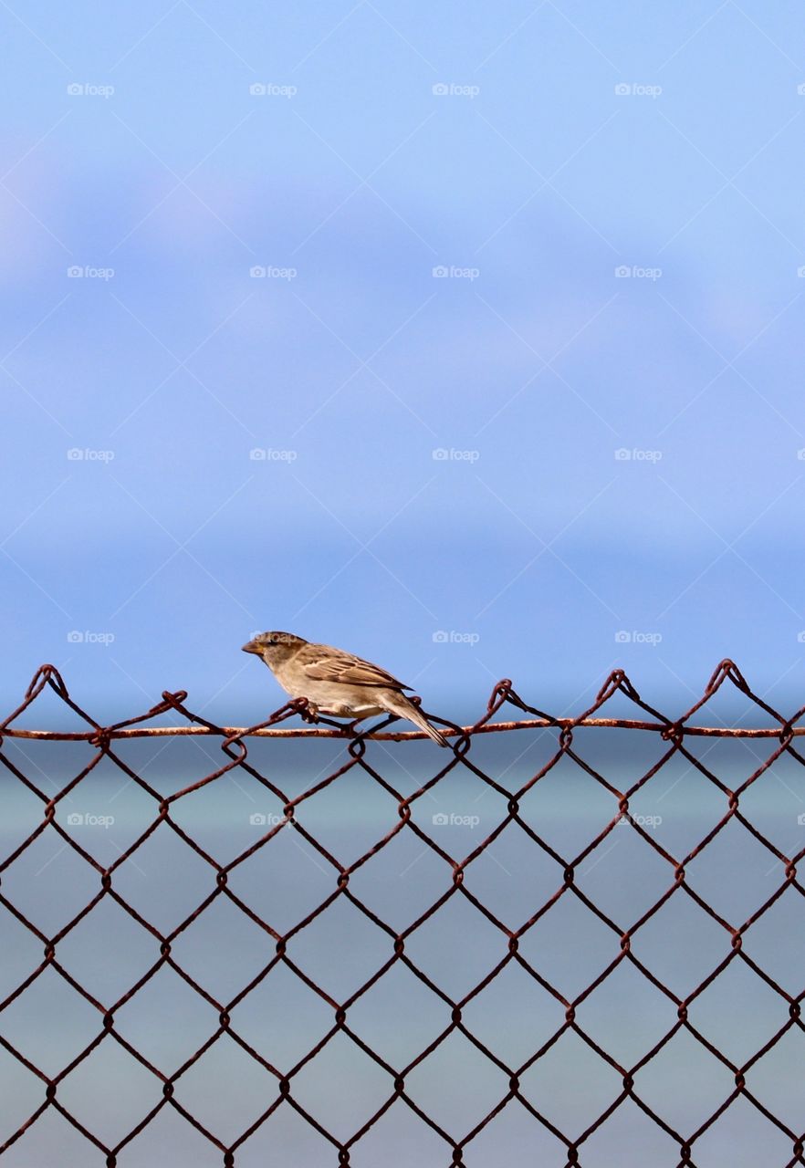 Single Sparrow bird sitting on chainlink face overlooking ocean 