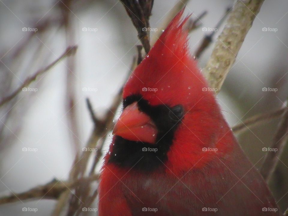 Portrait of a Male Cardinal in a bush during a snow storm