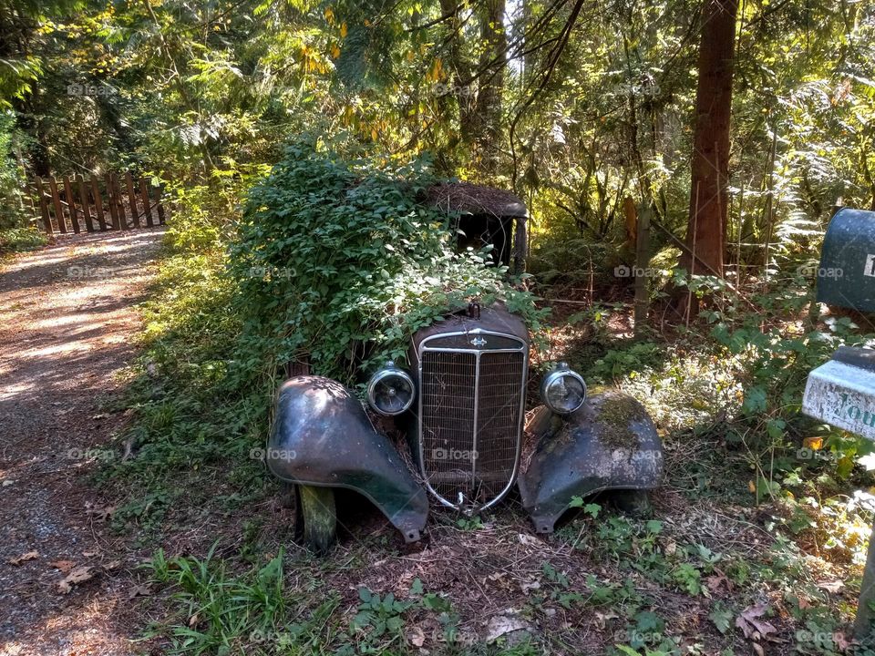 An old abandoned GMC truck covered in vines moss, waiting to be found to be restored to greatness