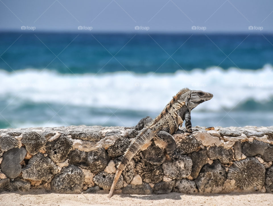 Iguane on the beach