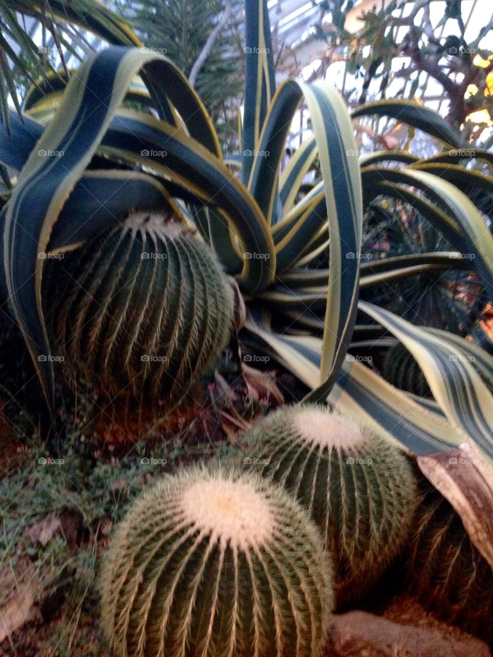 Cacti and Huge Plant