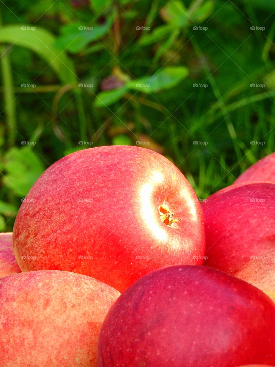 Harvest time