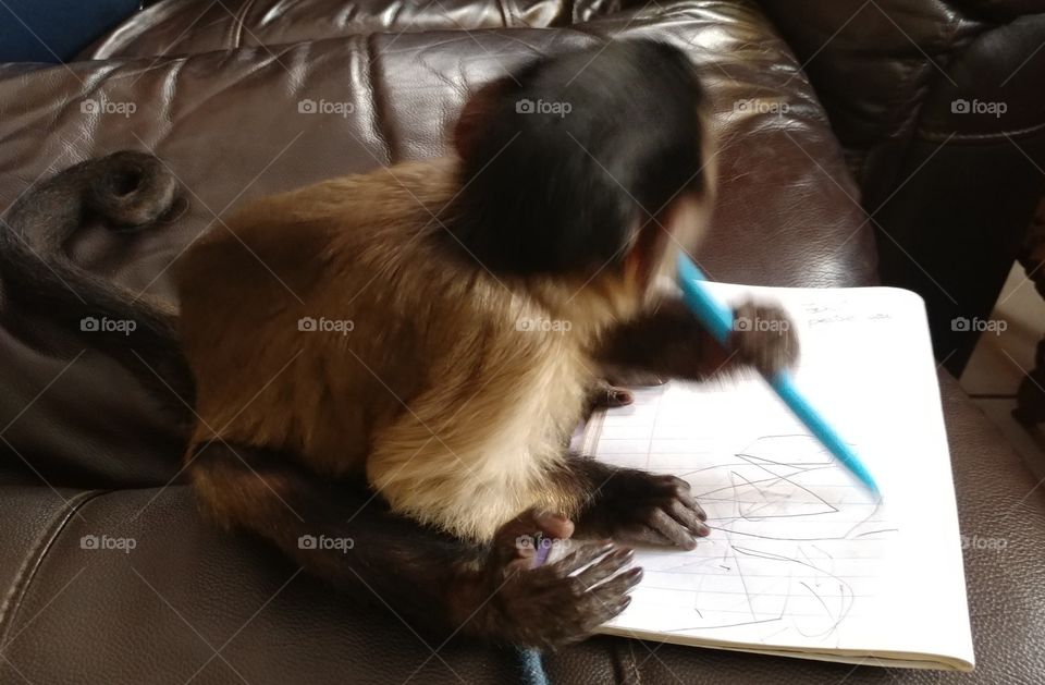 Noah our daughter's Capuchin monkey has by observation quickly learned what to do with pen and paper he is a real copycat.
