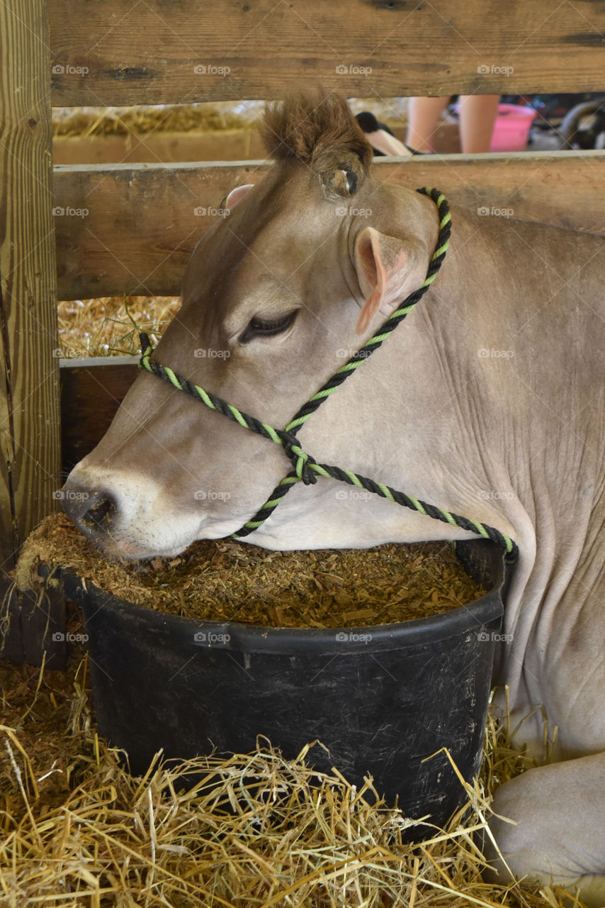 Brown Swiss cow