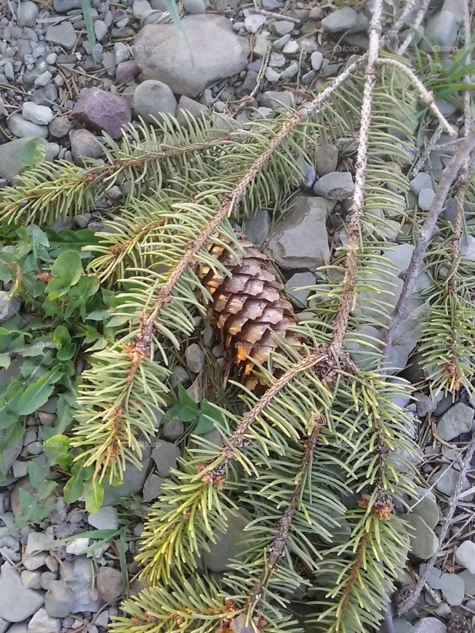 fallen pine branch