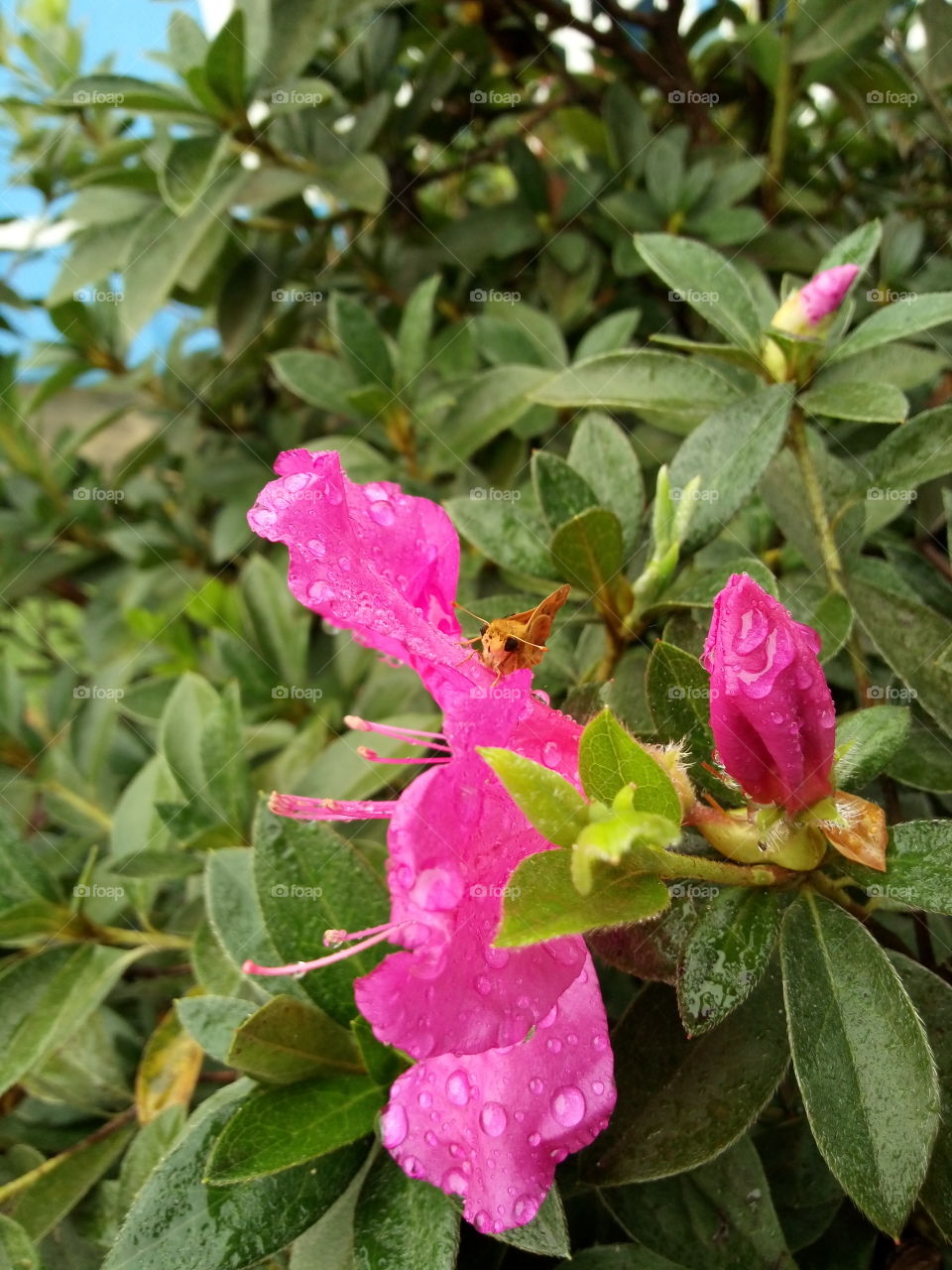 pink flower azaleia
