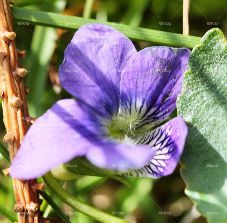 Close-up of purple flower