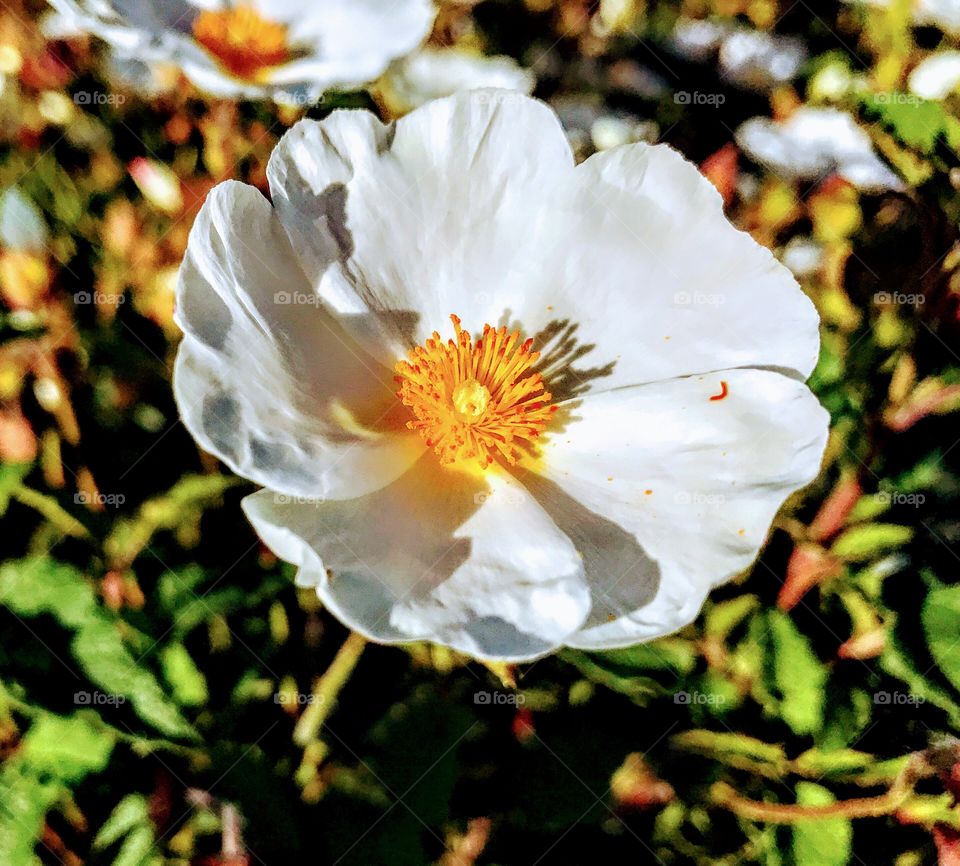 Close up on flower 