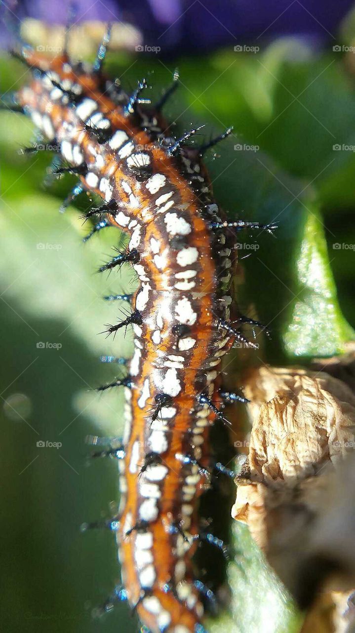 Hungry, Hungry Caterpillar II
