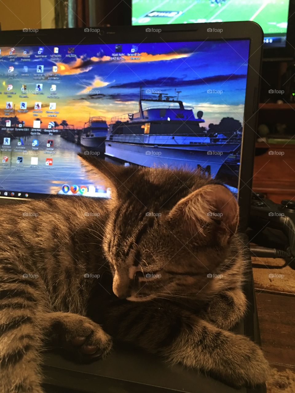 Computer kitten