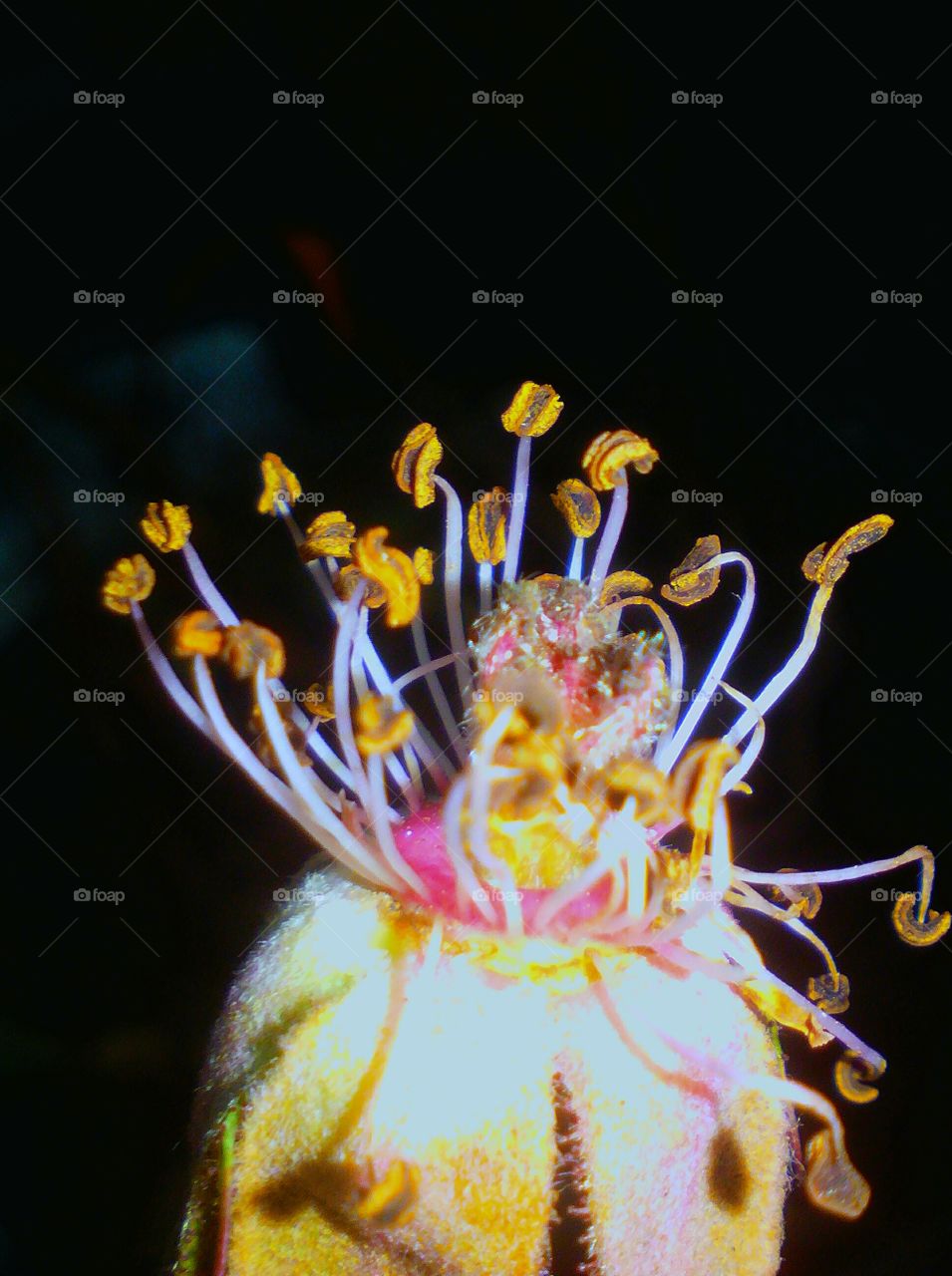 Macro focused anthers, filaments of a rose flower, with black background