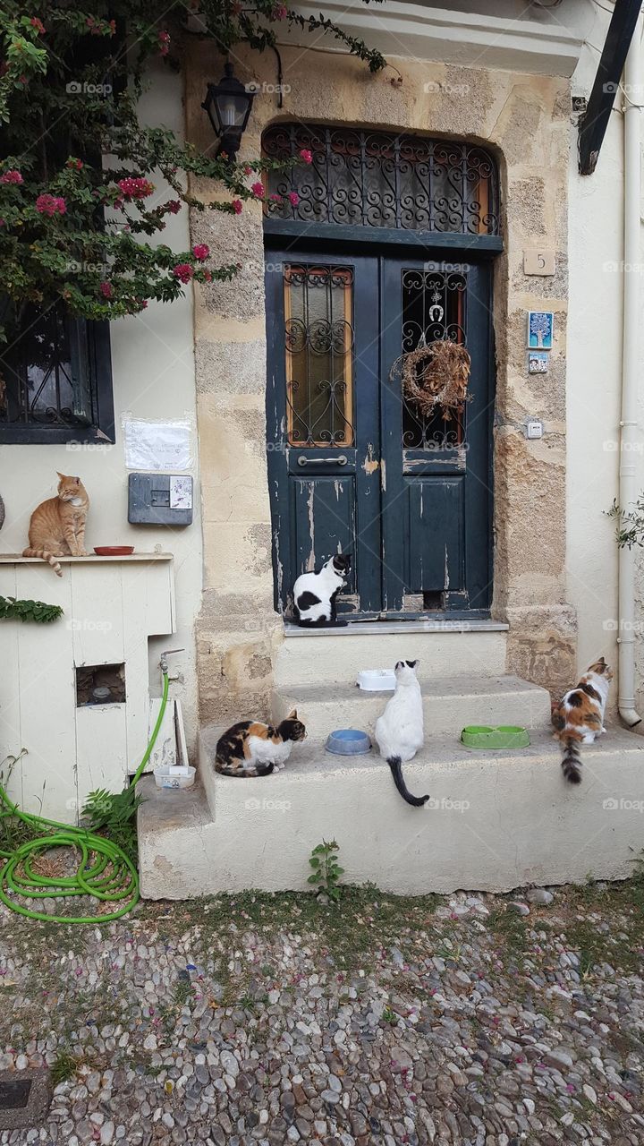 Beautiful five cats. Kefalonia, Greece.