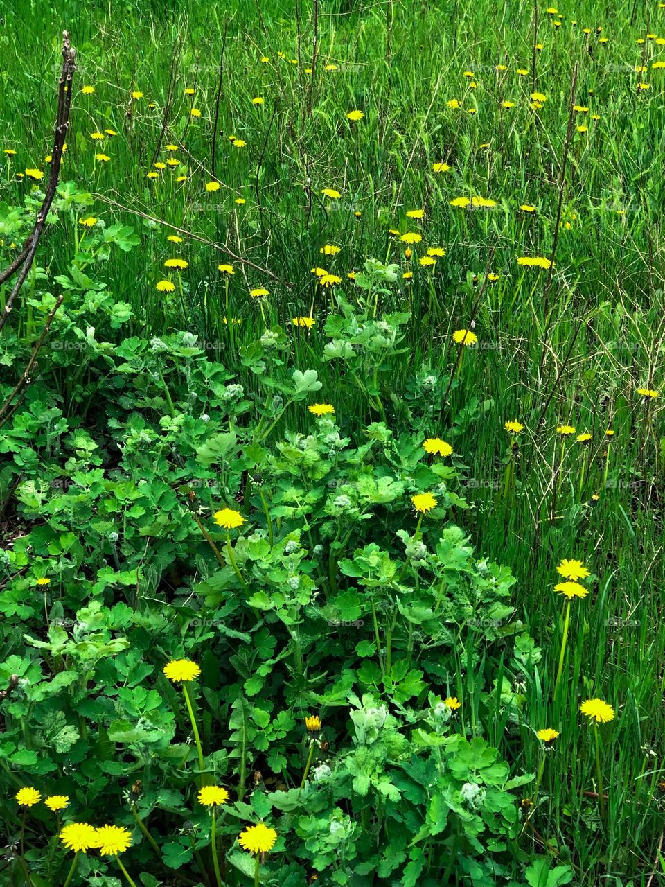 Green celandine and yellow dandelion 