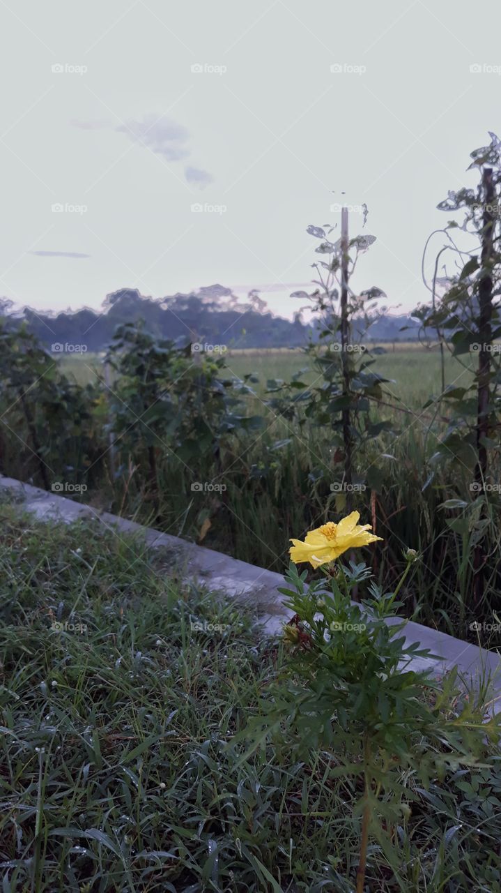 There are still beautiful flowers among the grass on the roadside