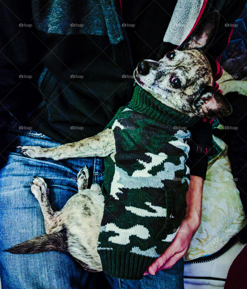 silly shot of a brindle Chihuahua mix dog wearing a camouflage sweater sitting on a person's lap