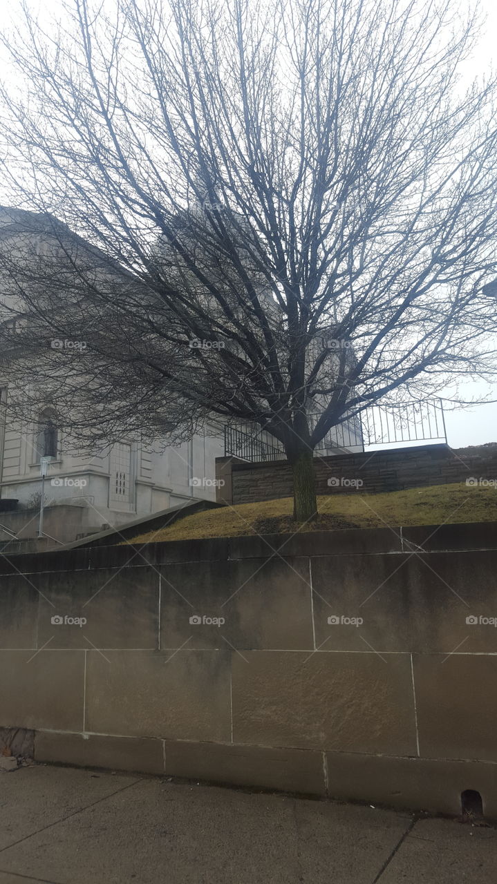 tree and building