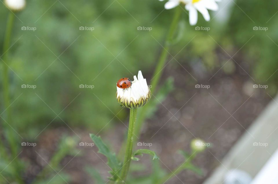 Lady bug resting on an unopened daisy flower